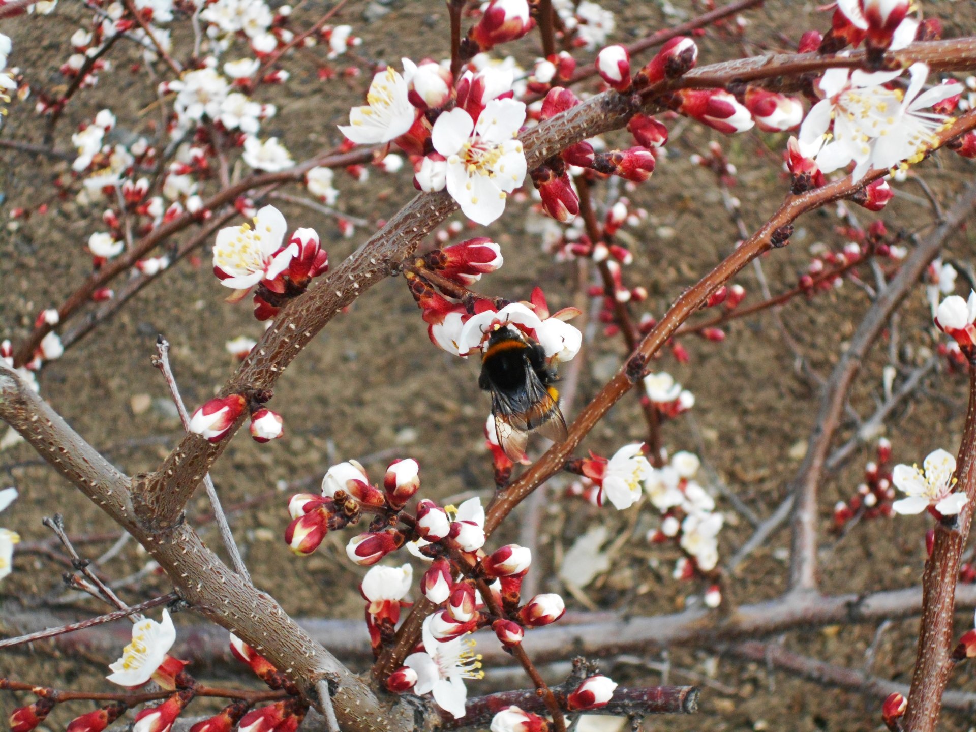 blossom insect Animal bumblebee Image