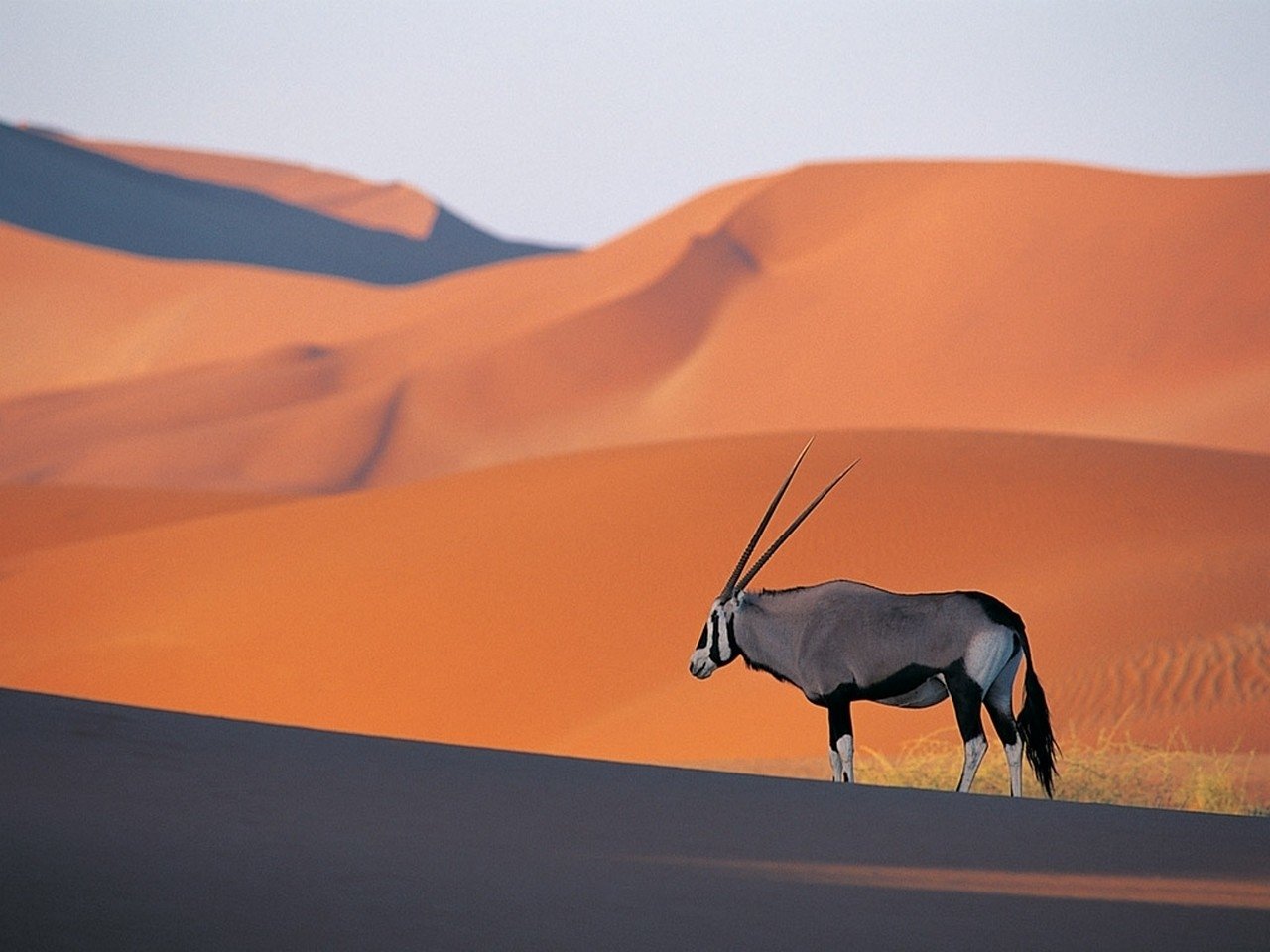 Oryx animal standing on dark desert sand with sweeping orange sand dunes in the background.