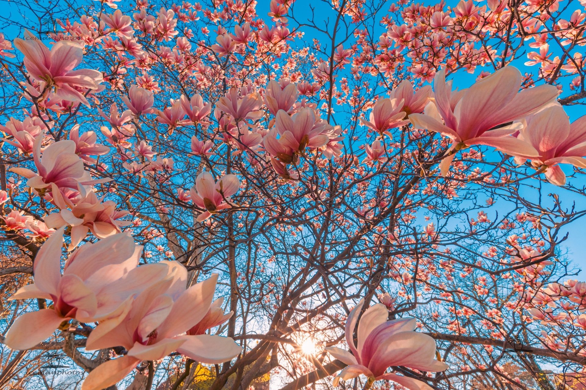 Magnolia Image - ID: 369546 - Image Abyss