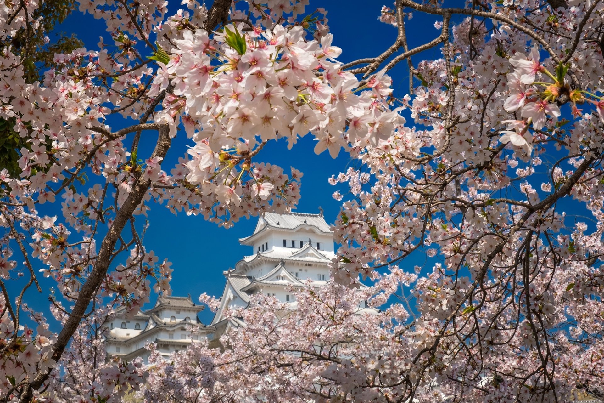 sakura Japan man made Himeji Castle Image