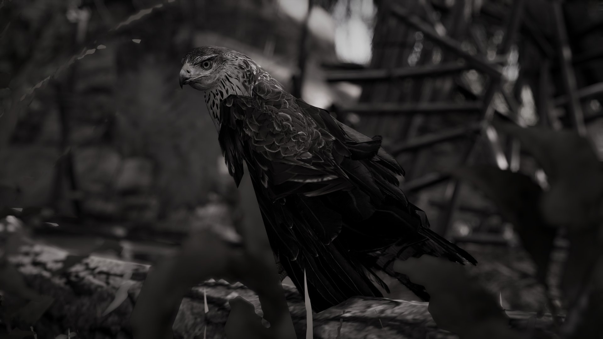 Senu (Assassin's Creed) eagle video game Assassin's Creed Origins Image