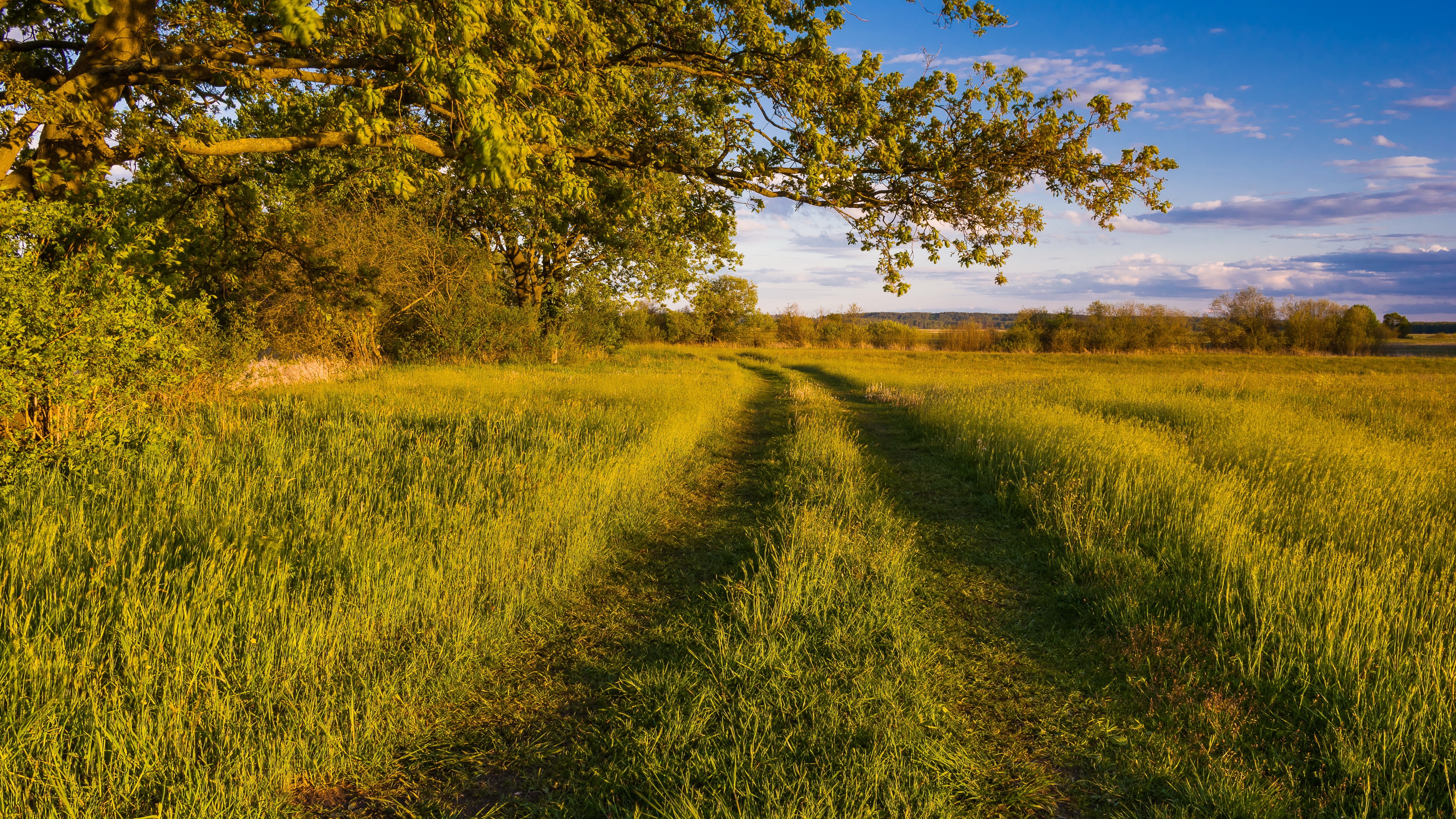 Download Path Tree Field Nature Landscape Image
