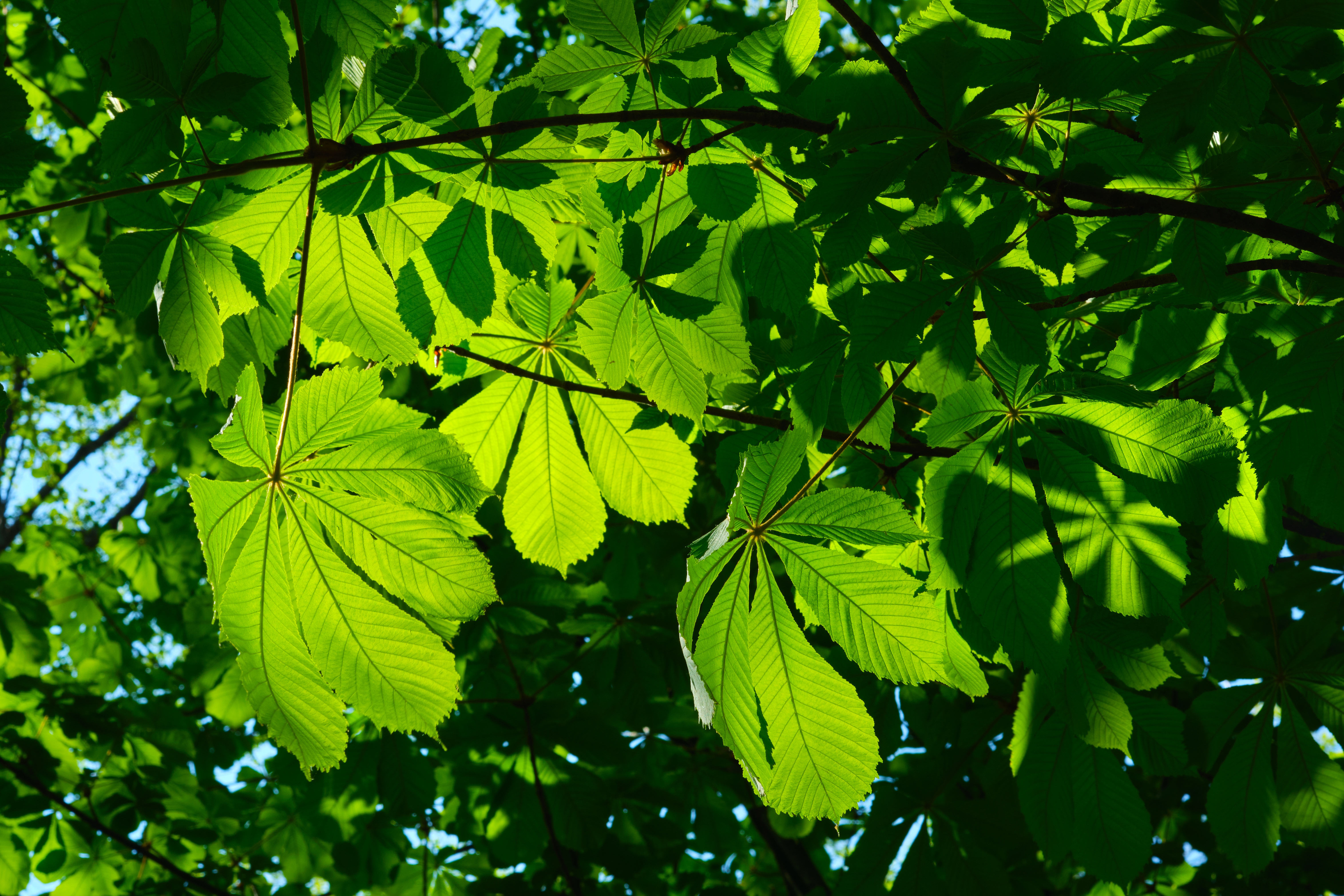 Листья широколиственных деревьев