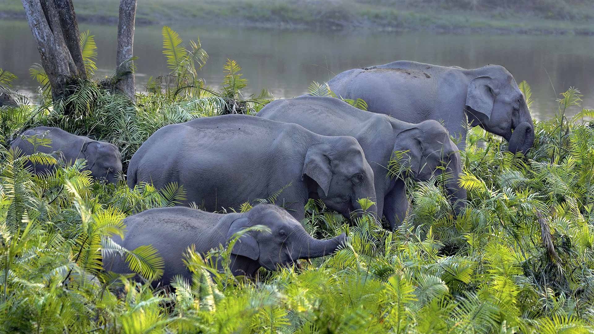 Animal Asian Elephant Image