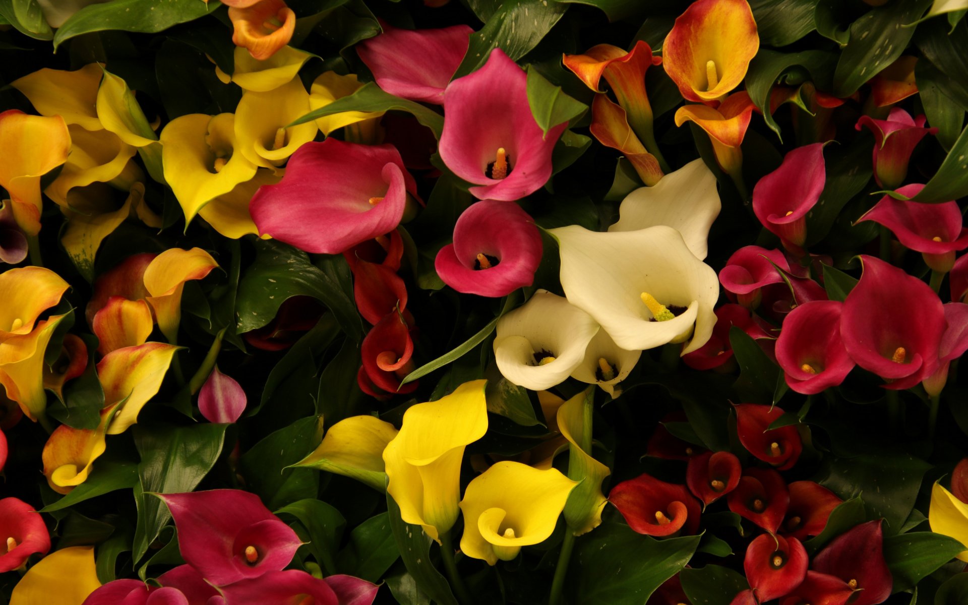  Colorful Calla Lilies