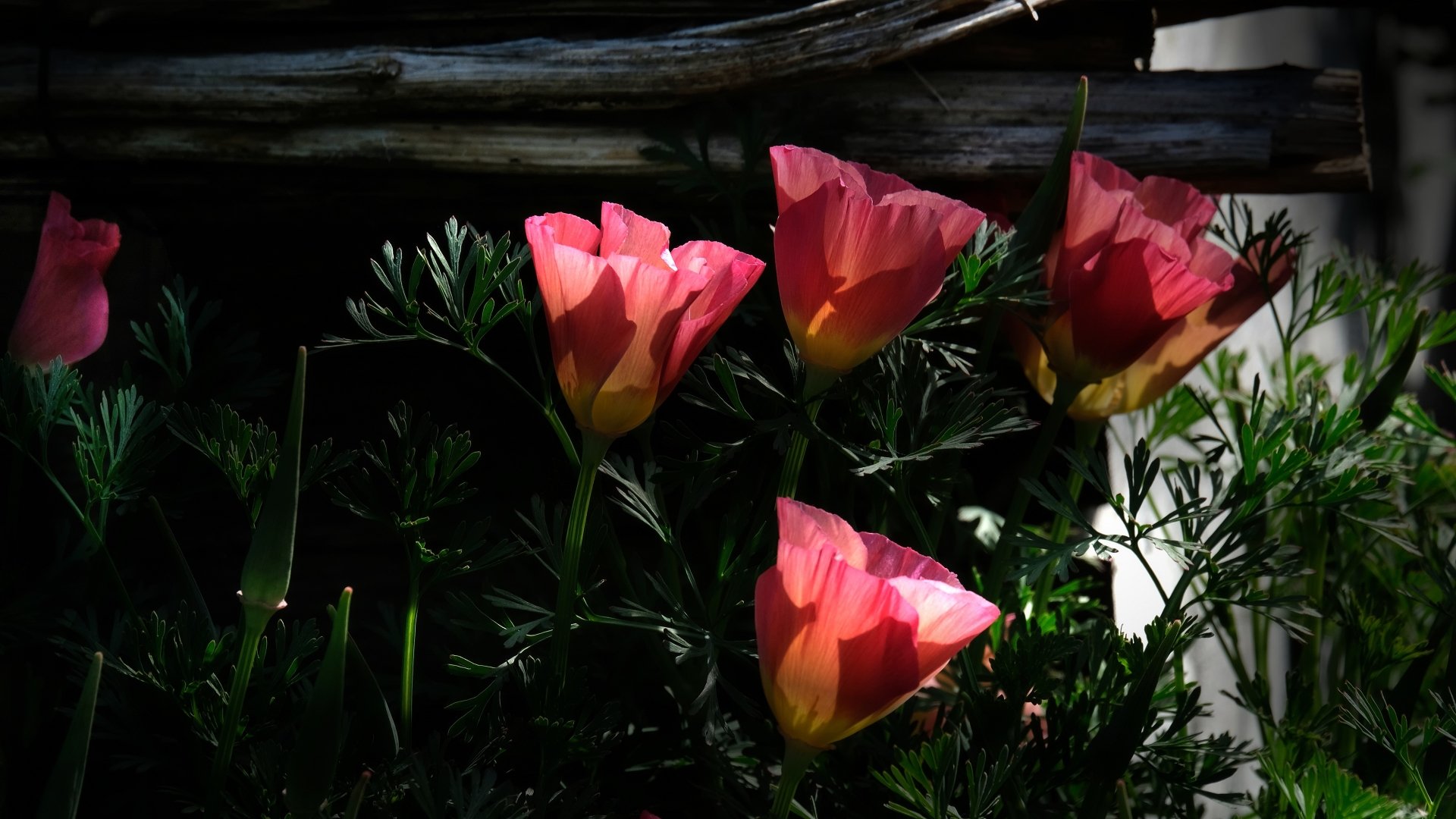 petal eschscholzia nature flower Image