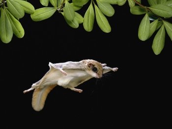 Preview Image 371866