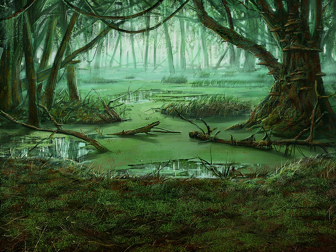 Swamp Picture - Image Abyss.