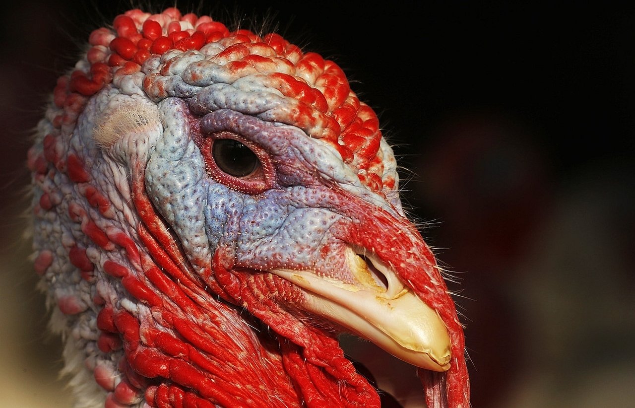 Animal turkey (bird) Image