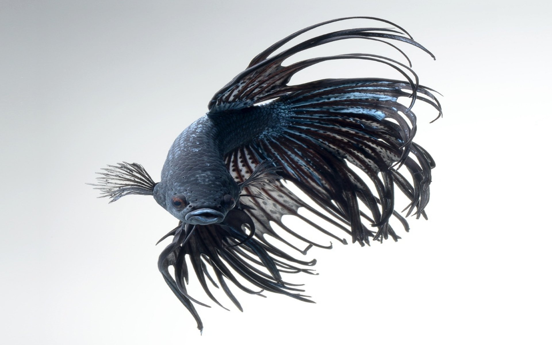Download Siamese Fighting Fish Animal Betta Image