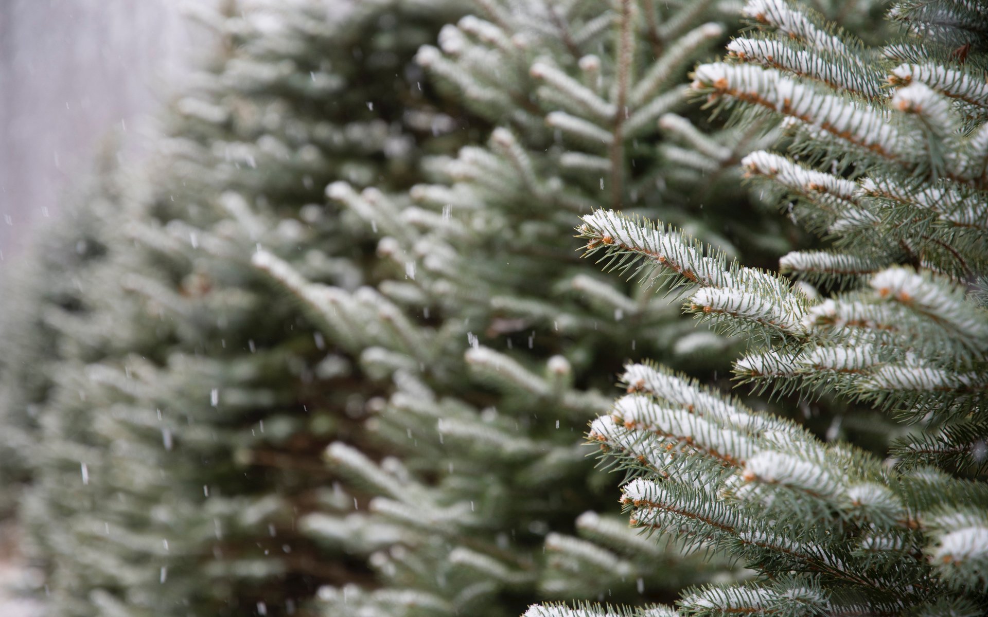 fir close-up snow winter nature Image