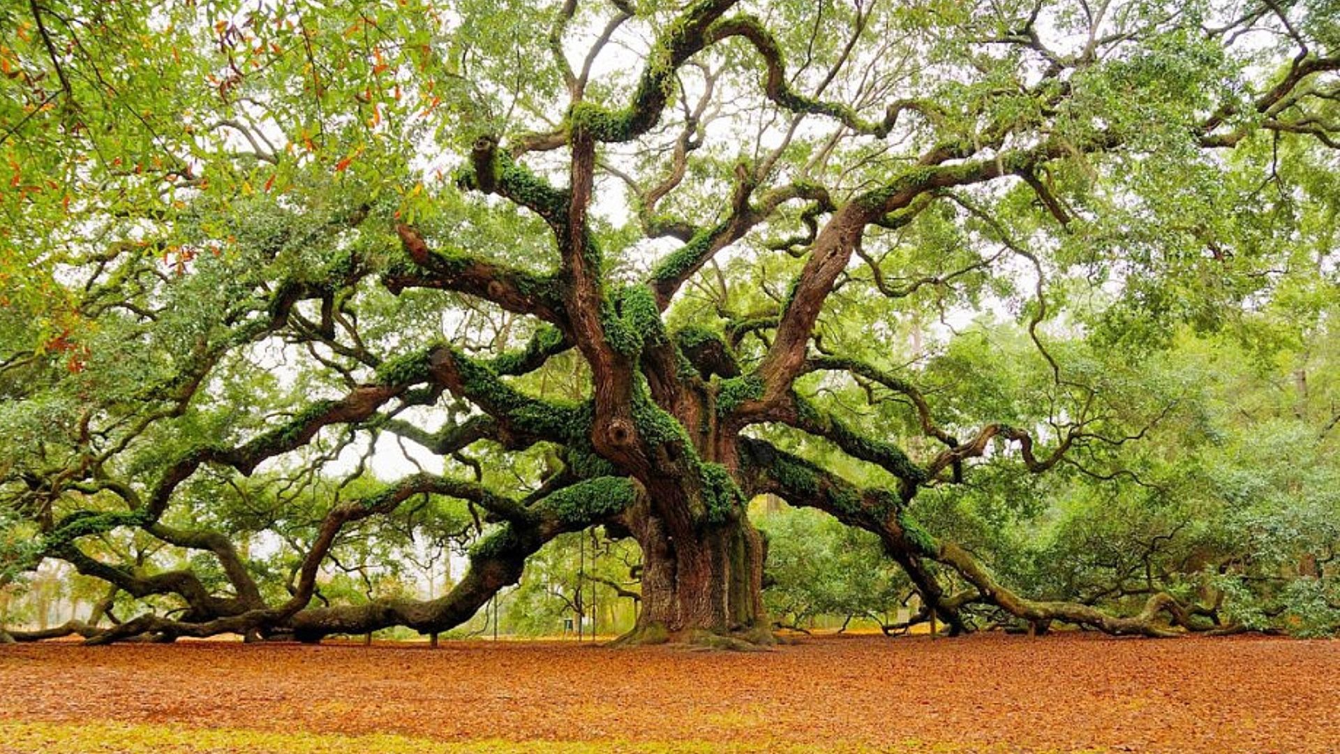 Trees With Crooked Branches