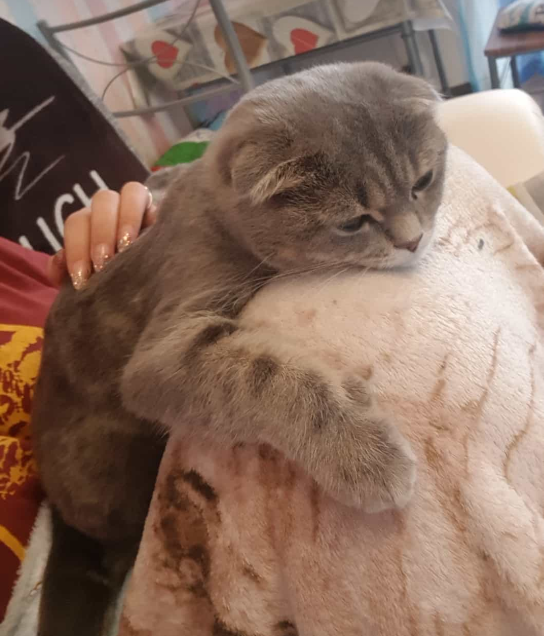 kitten cat Image