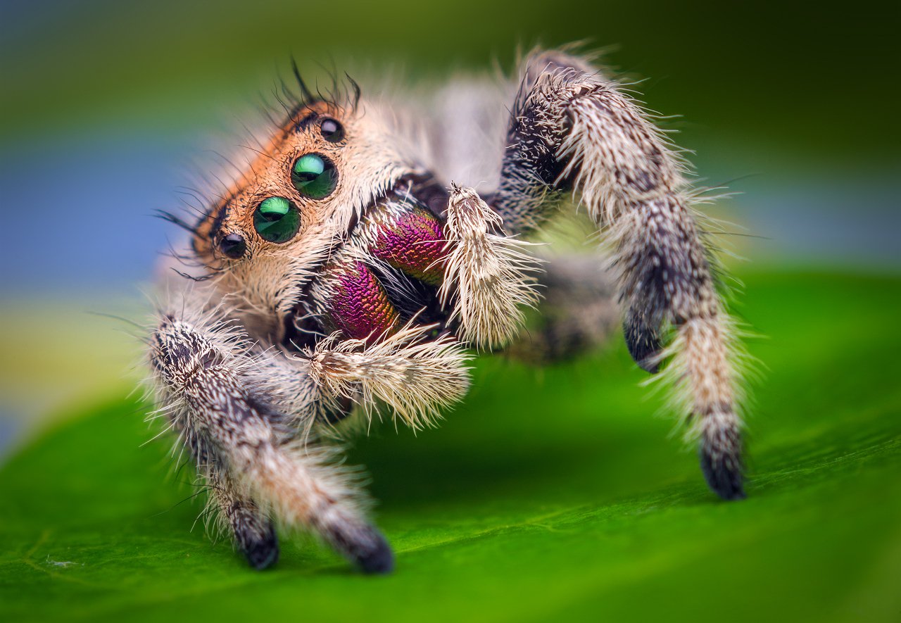jumping spider Animal spider Image