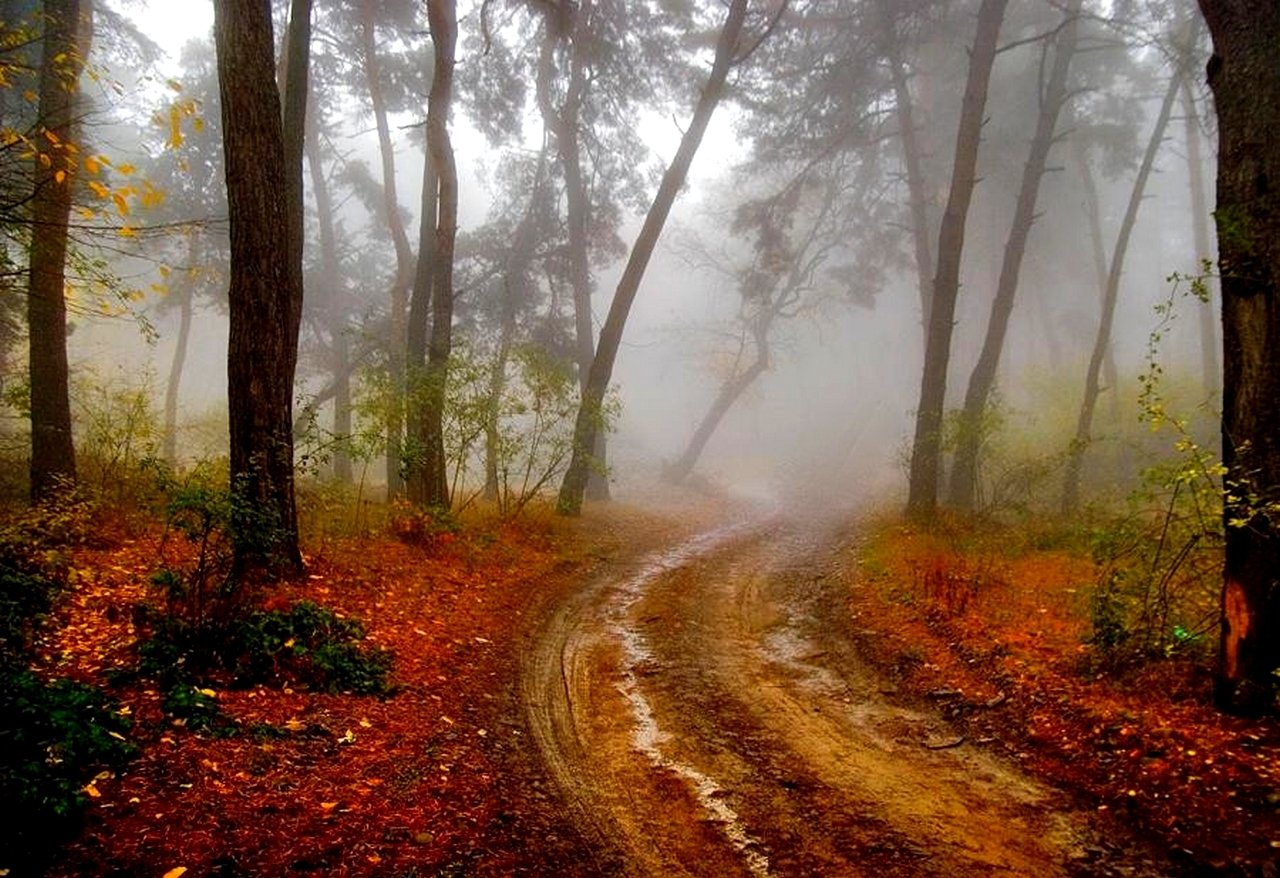A winding mud path through a foggy forest, lined with autumn leaves, inviting exploration on a tranquil fall day.