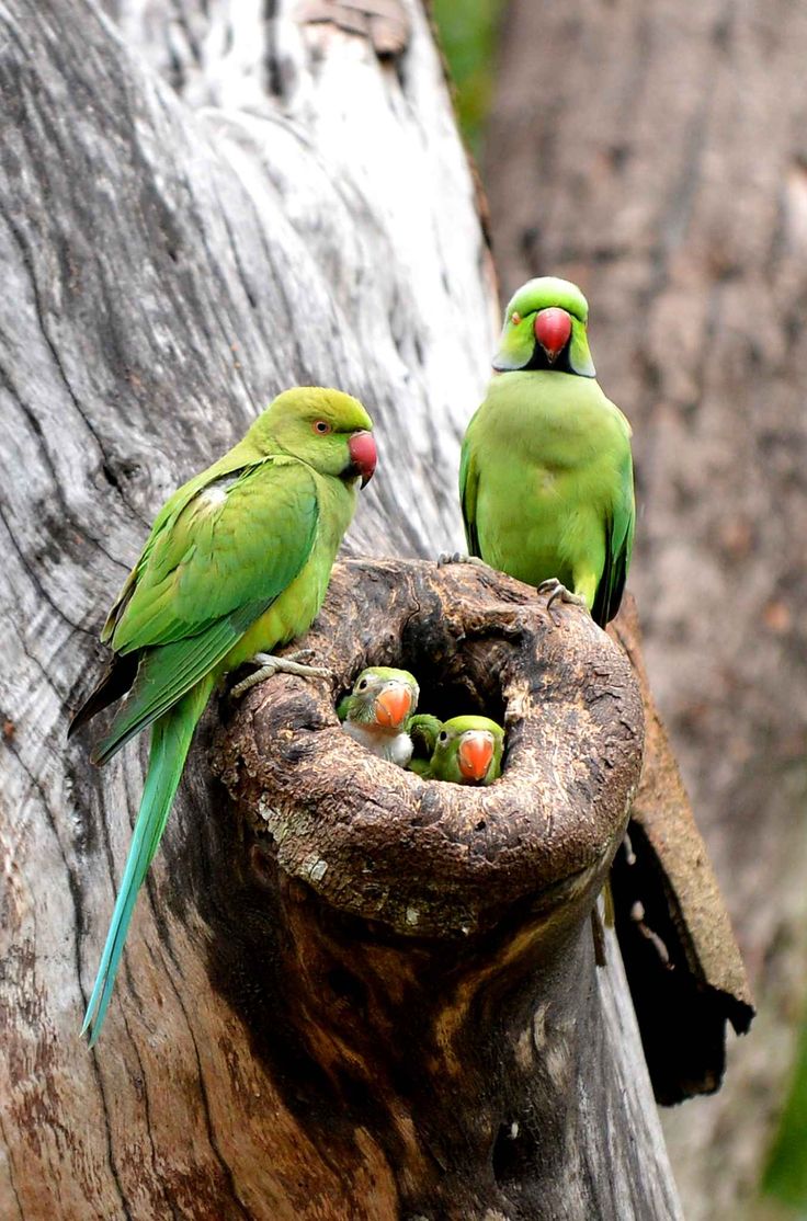 Parrot Picture - Image Abyss