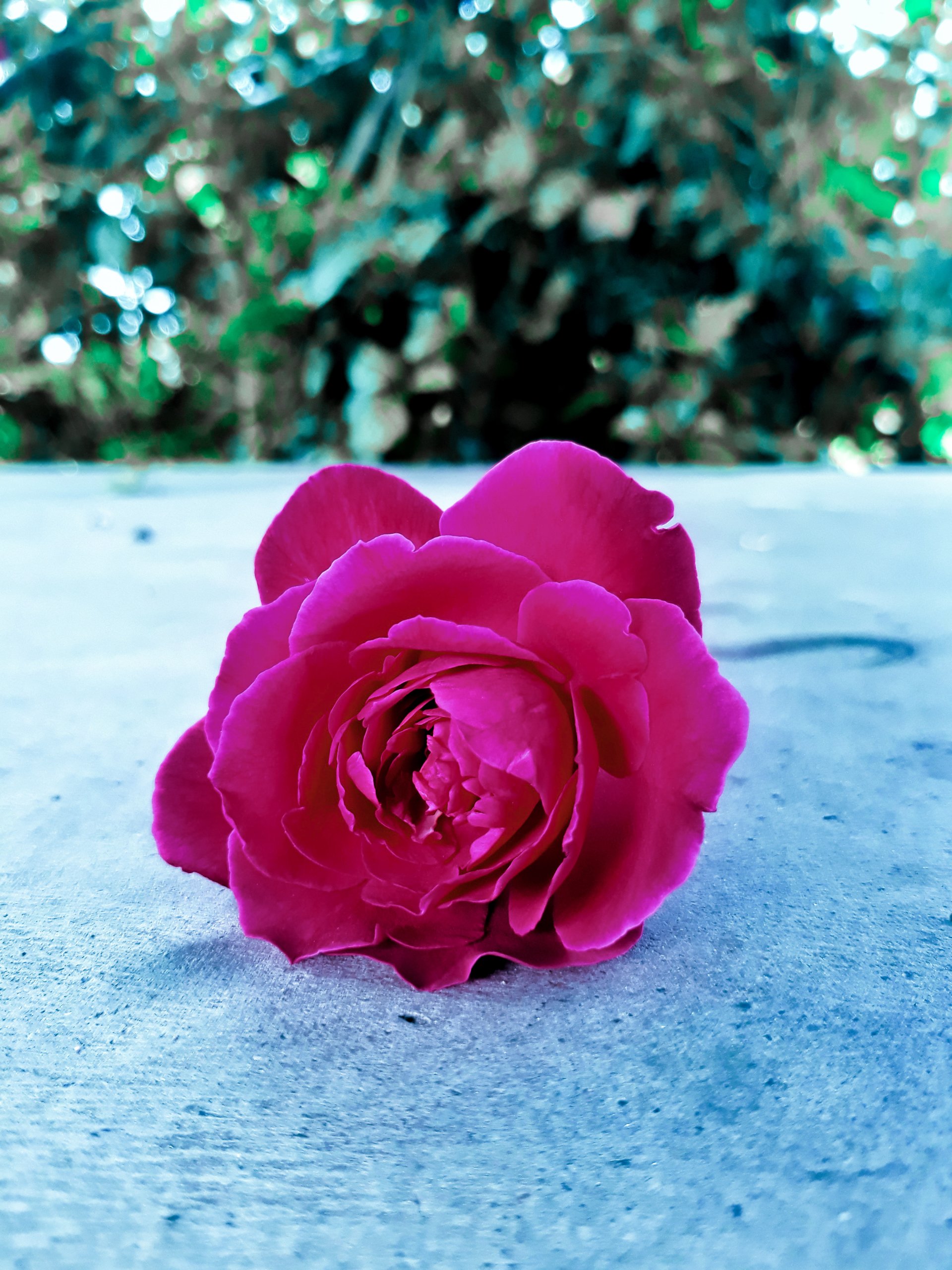 flower pink rose blur Image