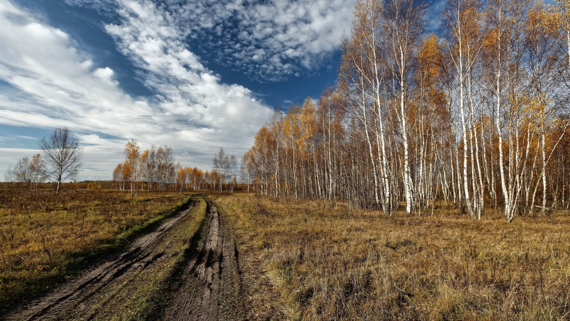birch nature path Image