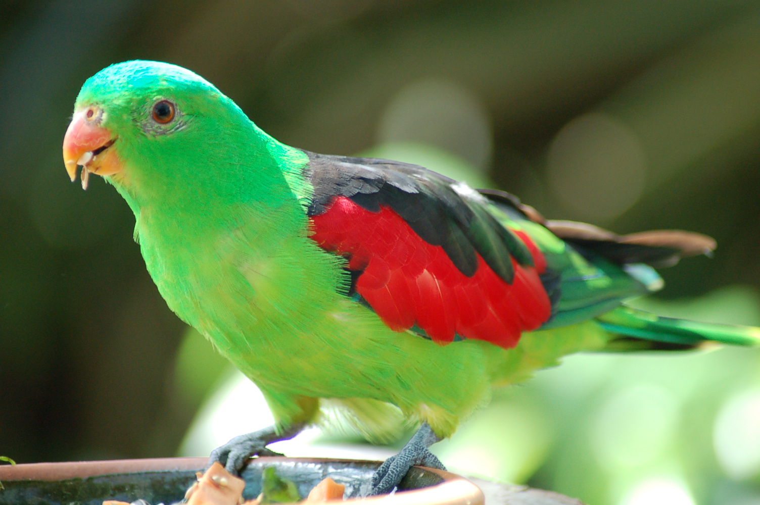 Разноцветное какаду. Попугай Паррот. Бирюзовый какарики. Разноцветный попугай. Большой цветной попугай.