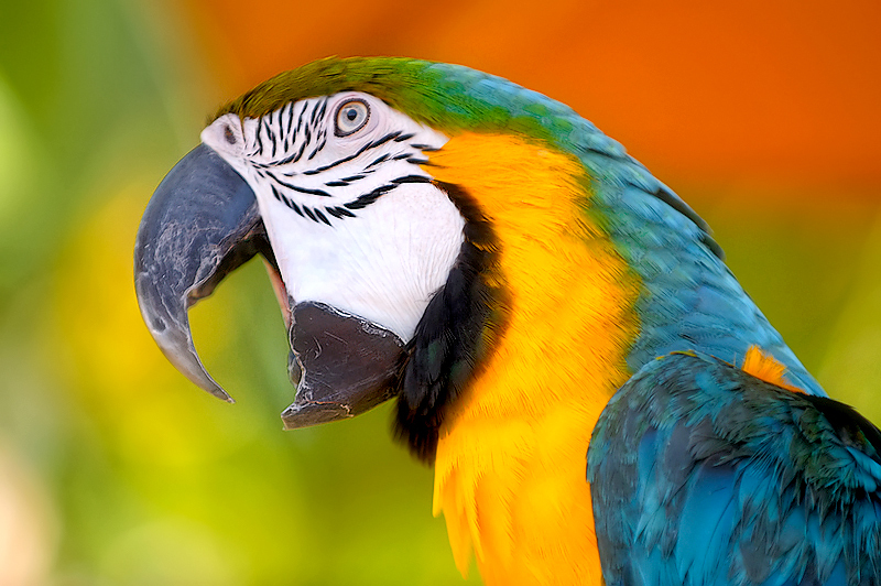 Blue-and-yellow Macaw Picture