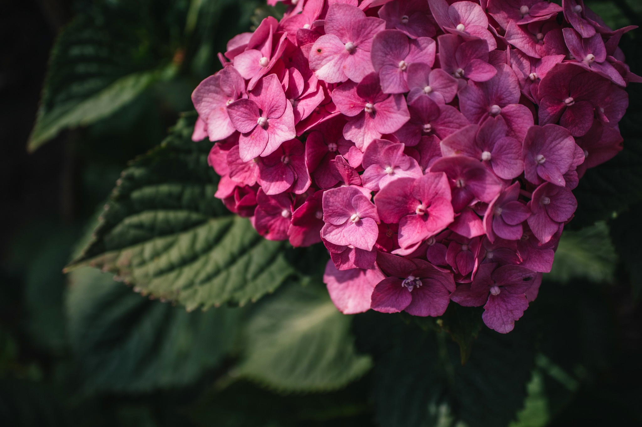 Hydrangea Picture - Image Abyss