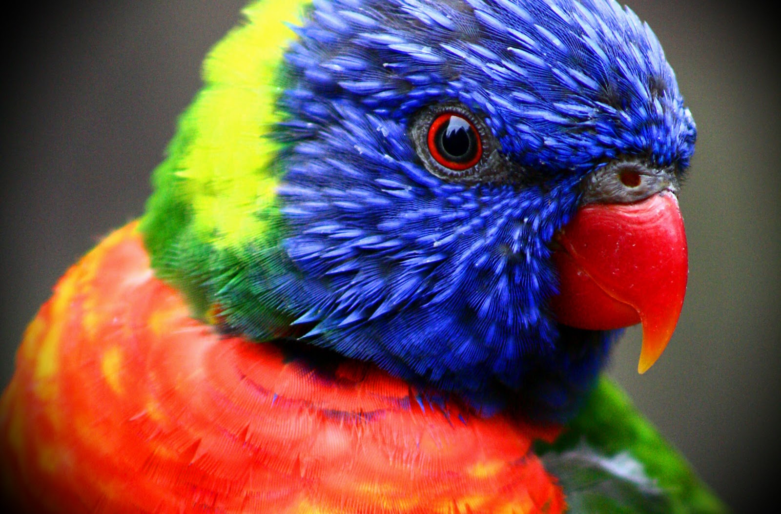 Rainbow Lorikeet Picture - Image Abyss