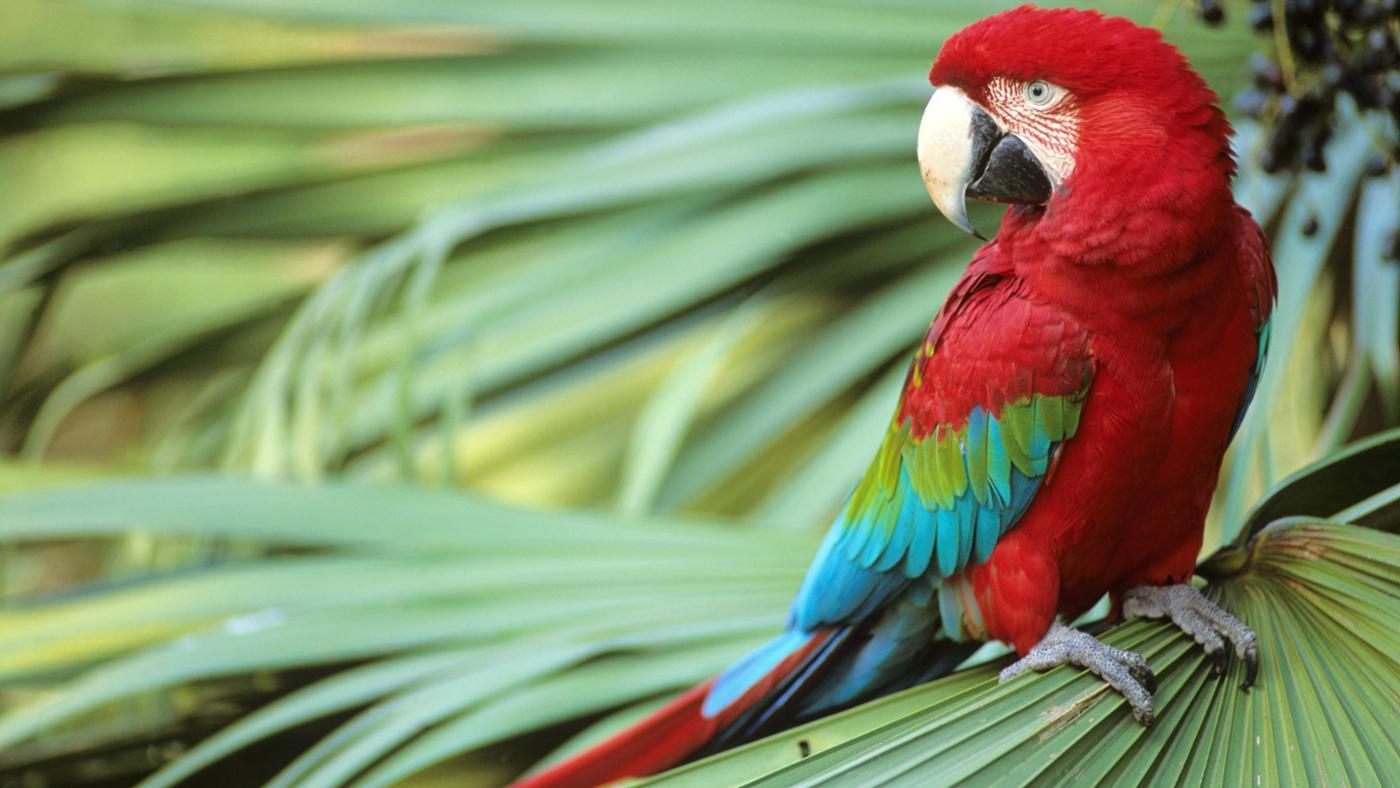 Red And Green Macaw Picture   Image Abyss