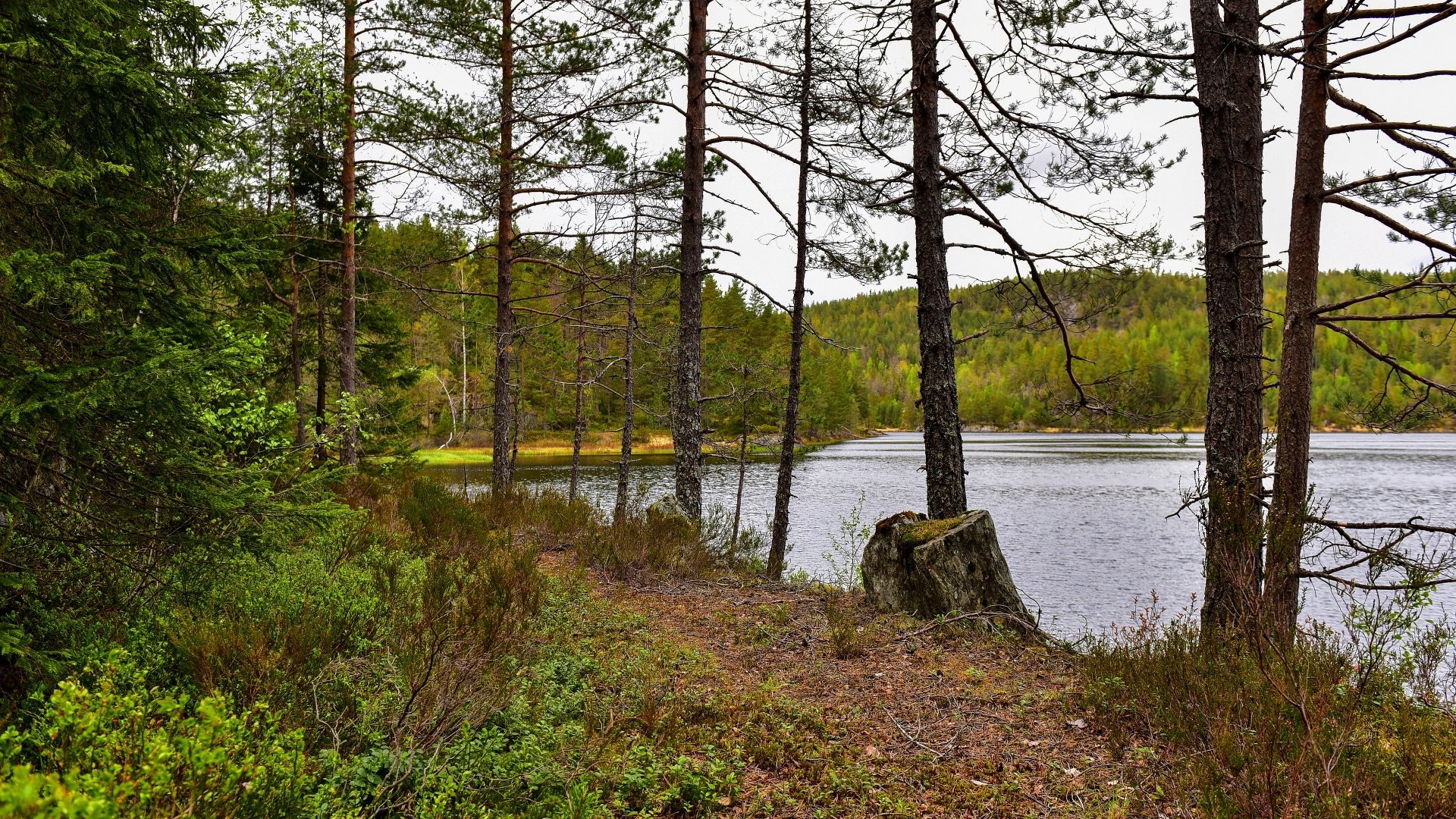 thicket coast forest nature river Image