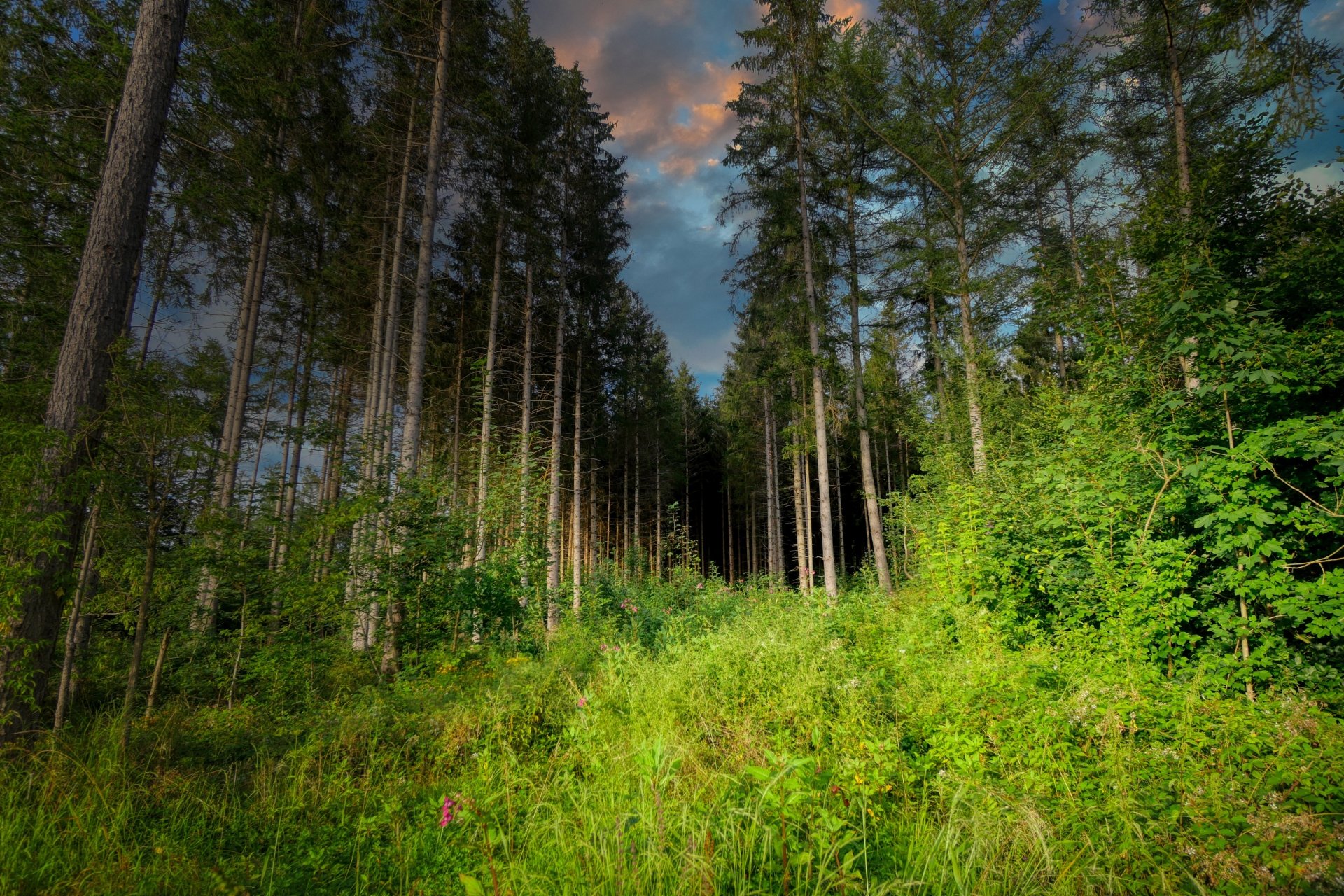 pine tree nature forest Image