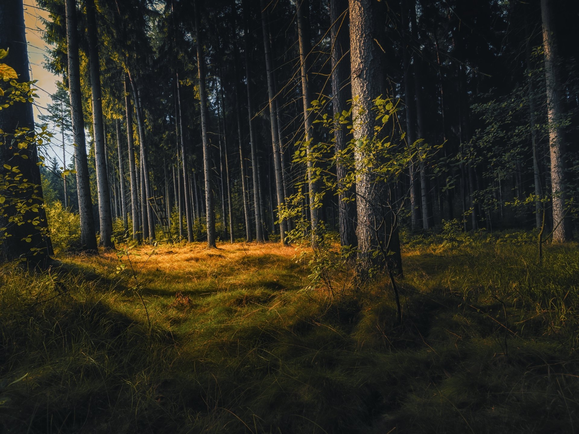 pine tree nature forest Image