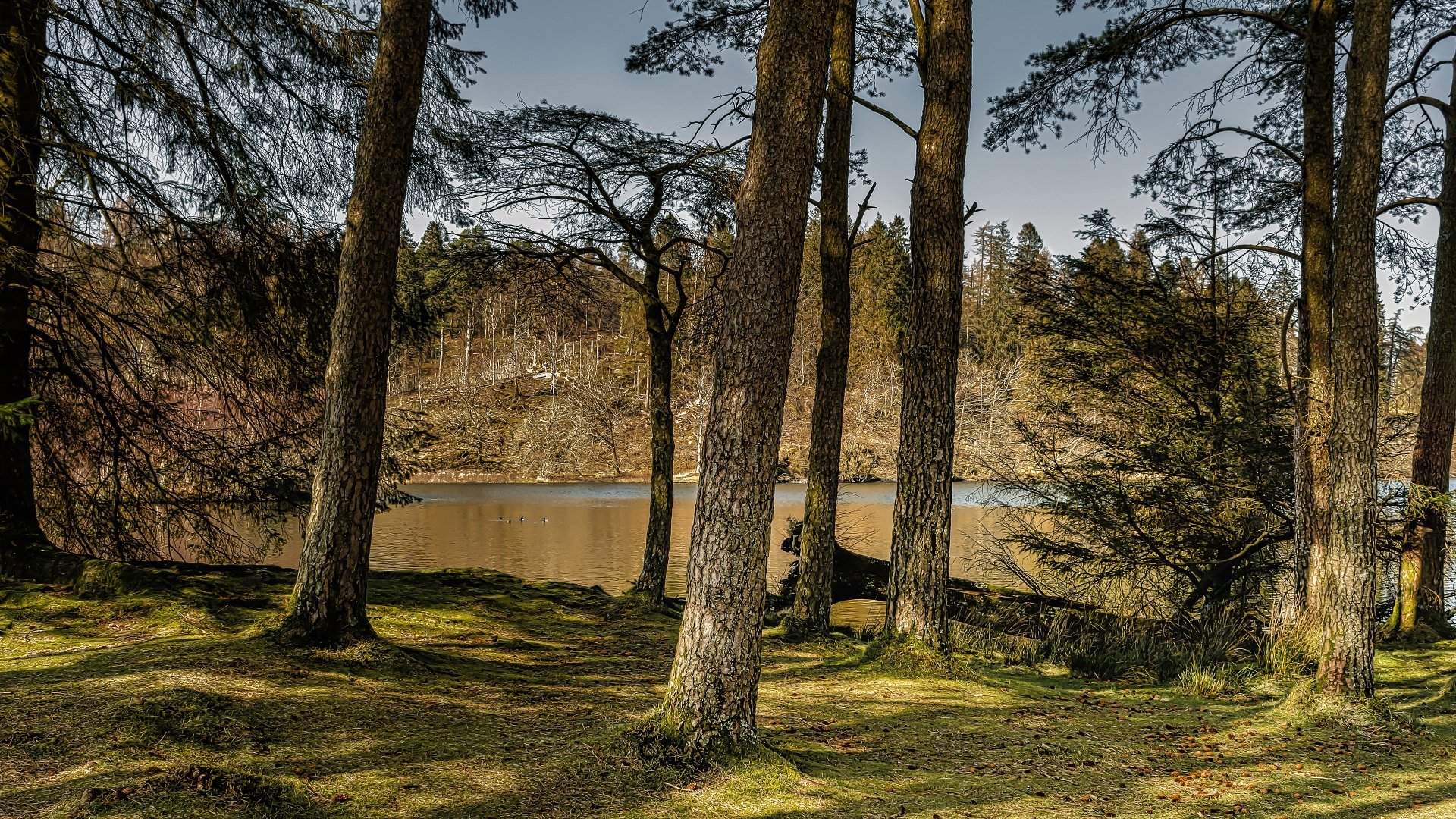 pine river nature forest Image
