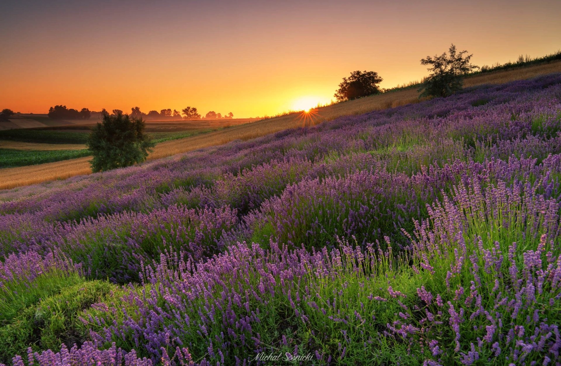 meadow nature lavender Image