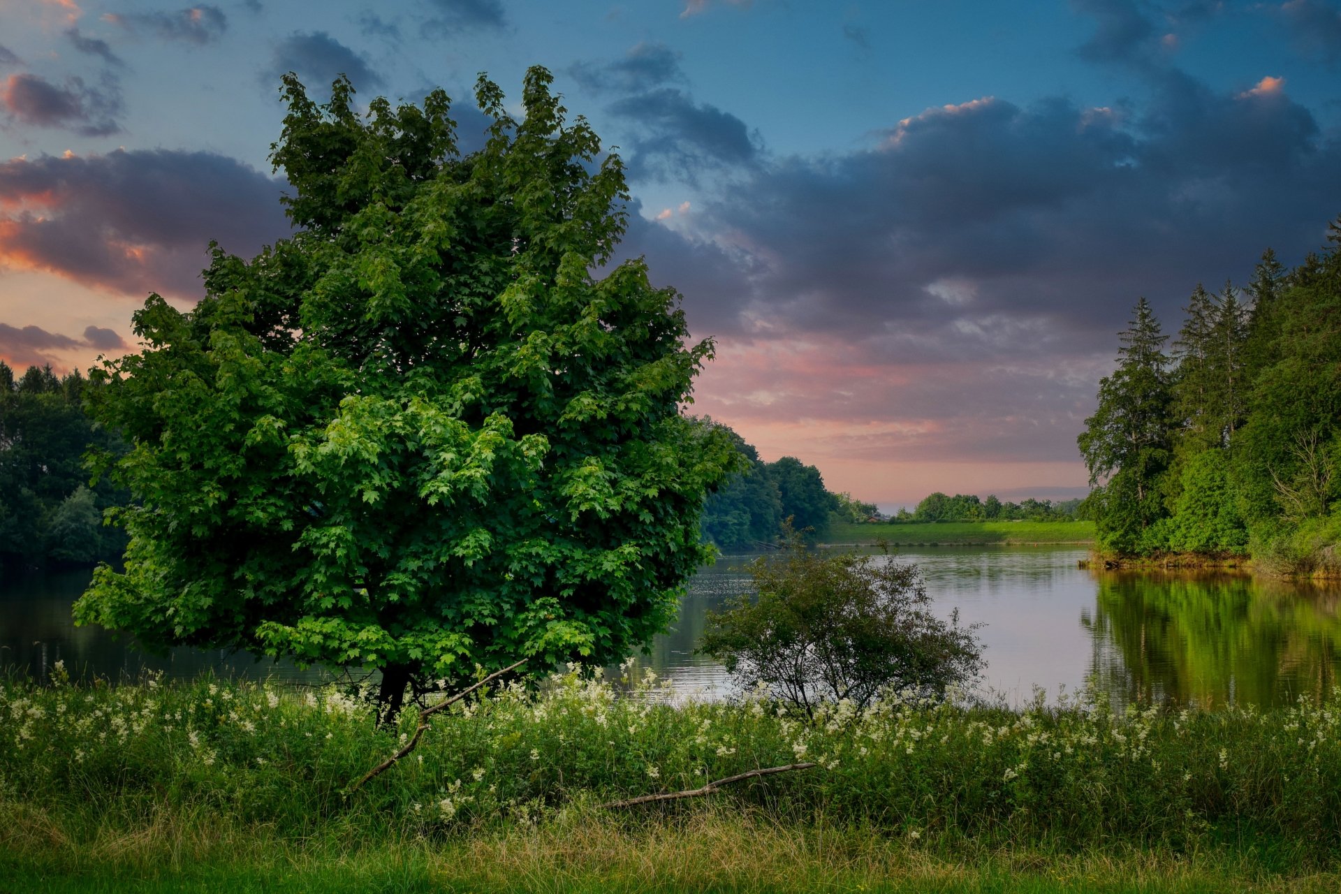 Download Tree Grass Forest Nature Lake Image