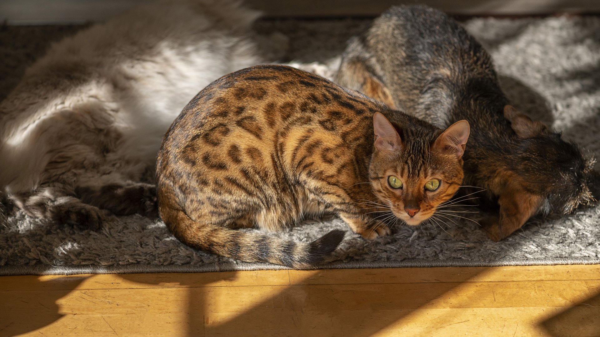 Animal bengal cat Image