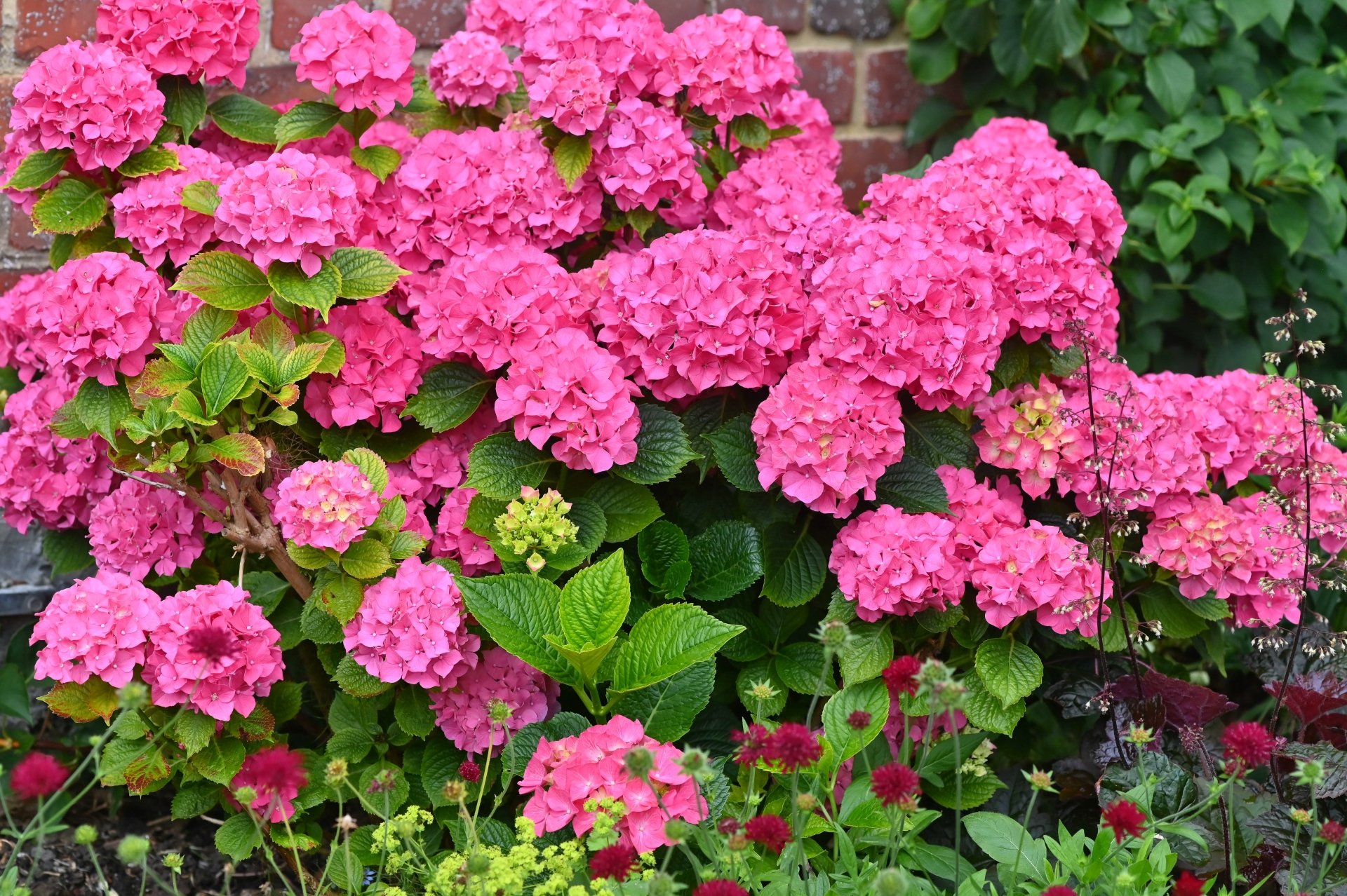 nature hydrangea Image