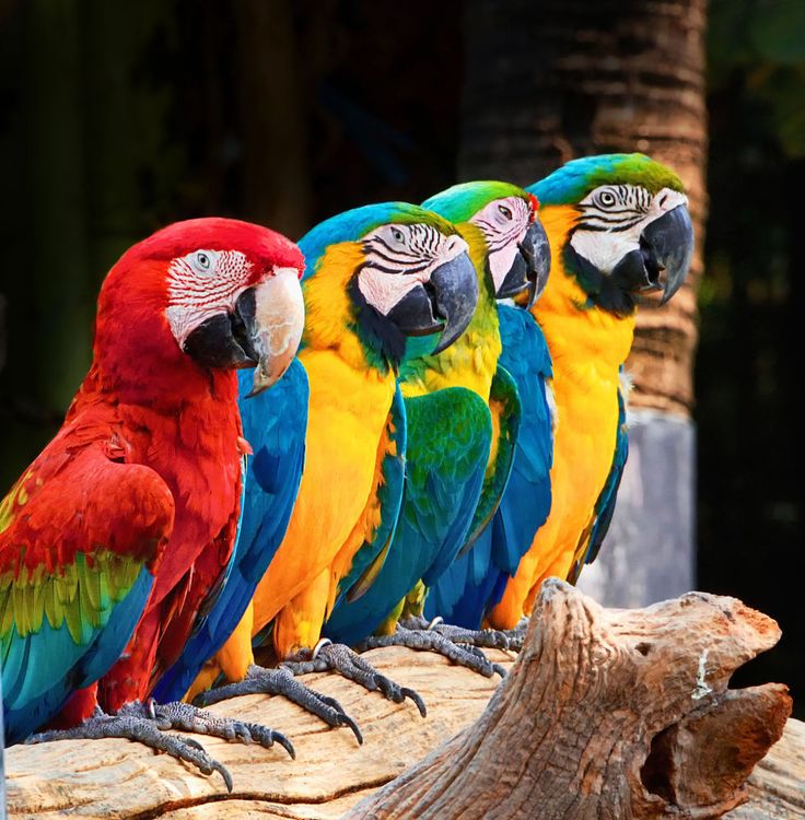 Macaw Picture - Image Abyss