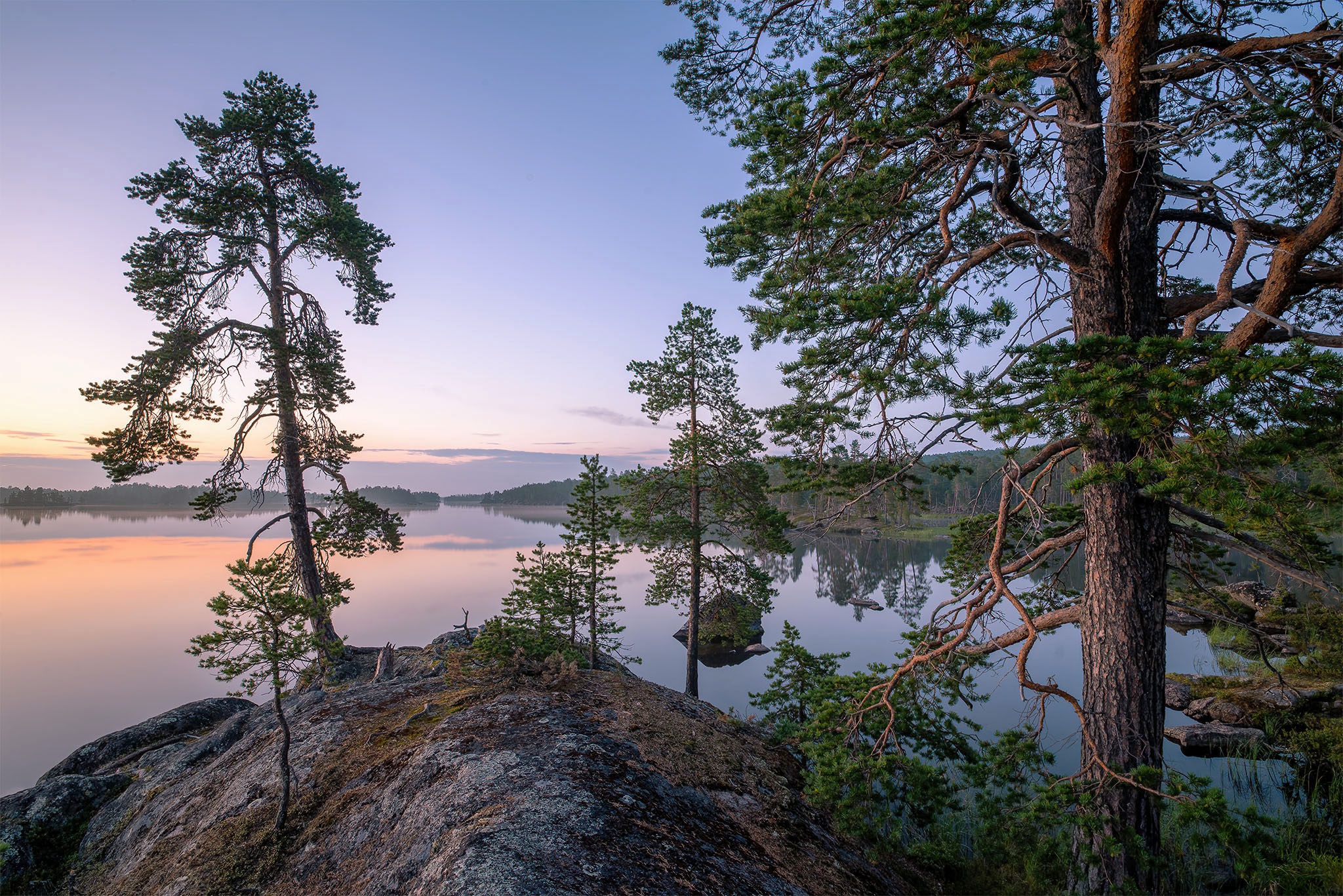 Download Pine Tree Finland Nature Lake Image