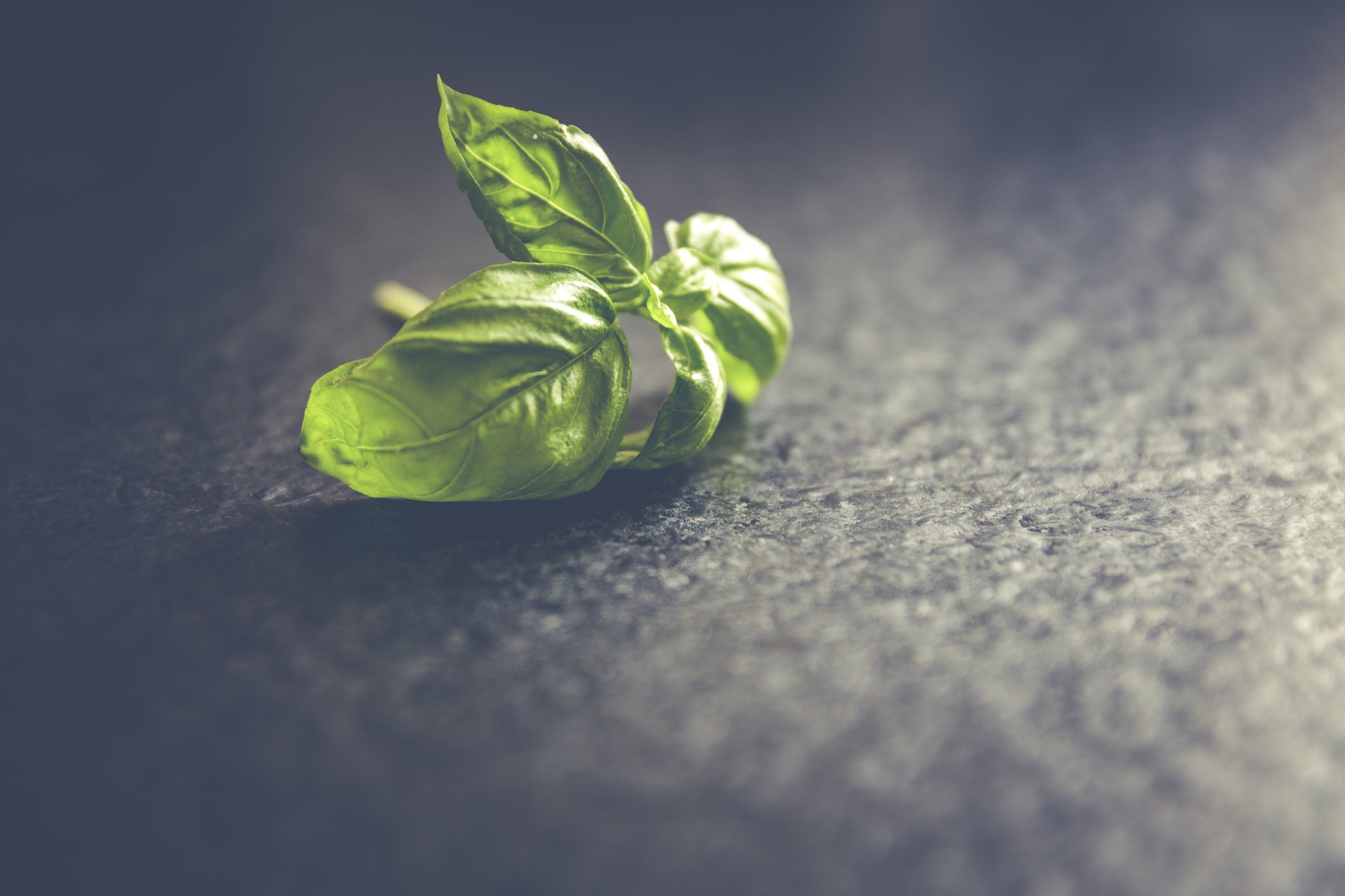  Fresh basil leafs close up by Markus Spiske
