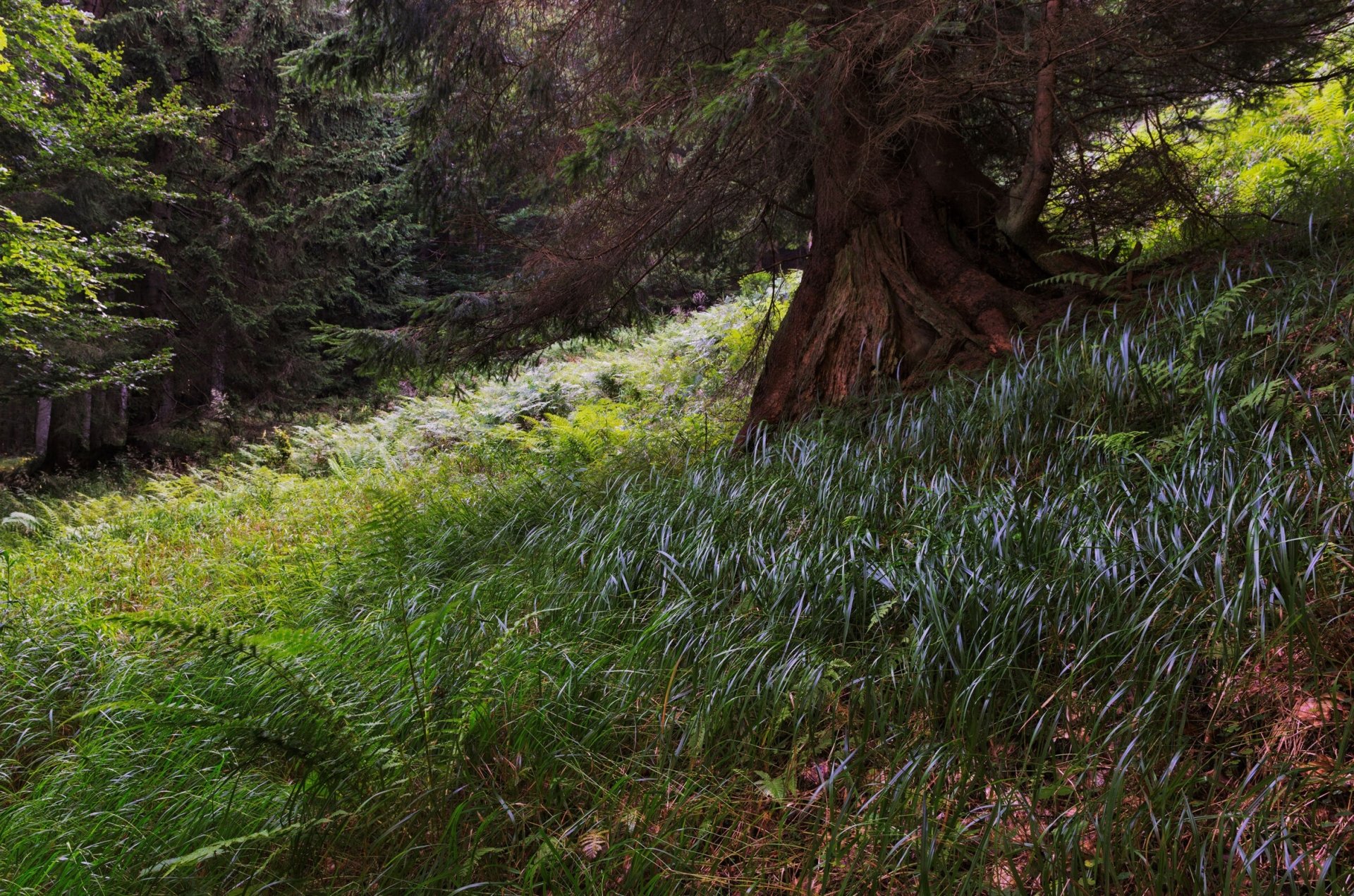 thicket nature tree Image