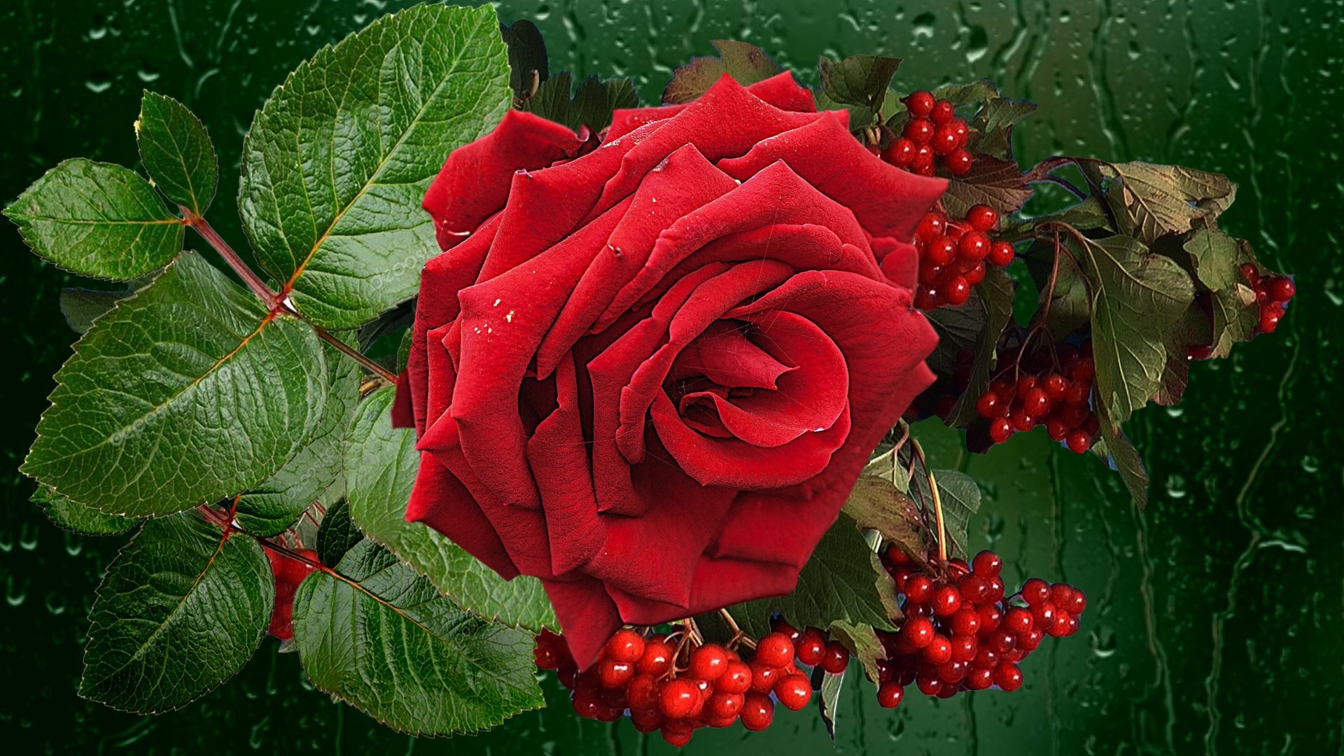 raindrops viburnum nature rose Image