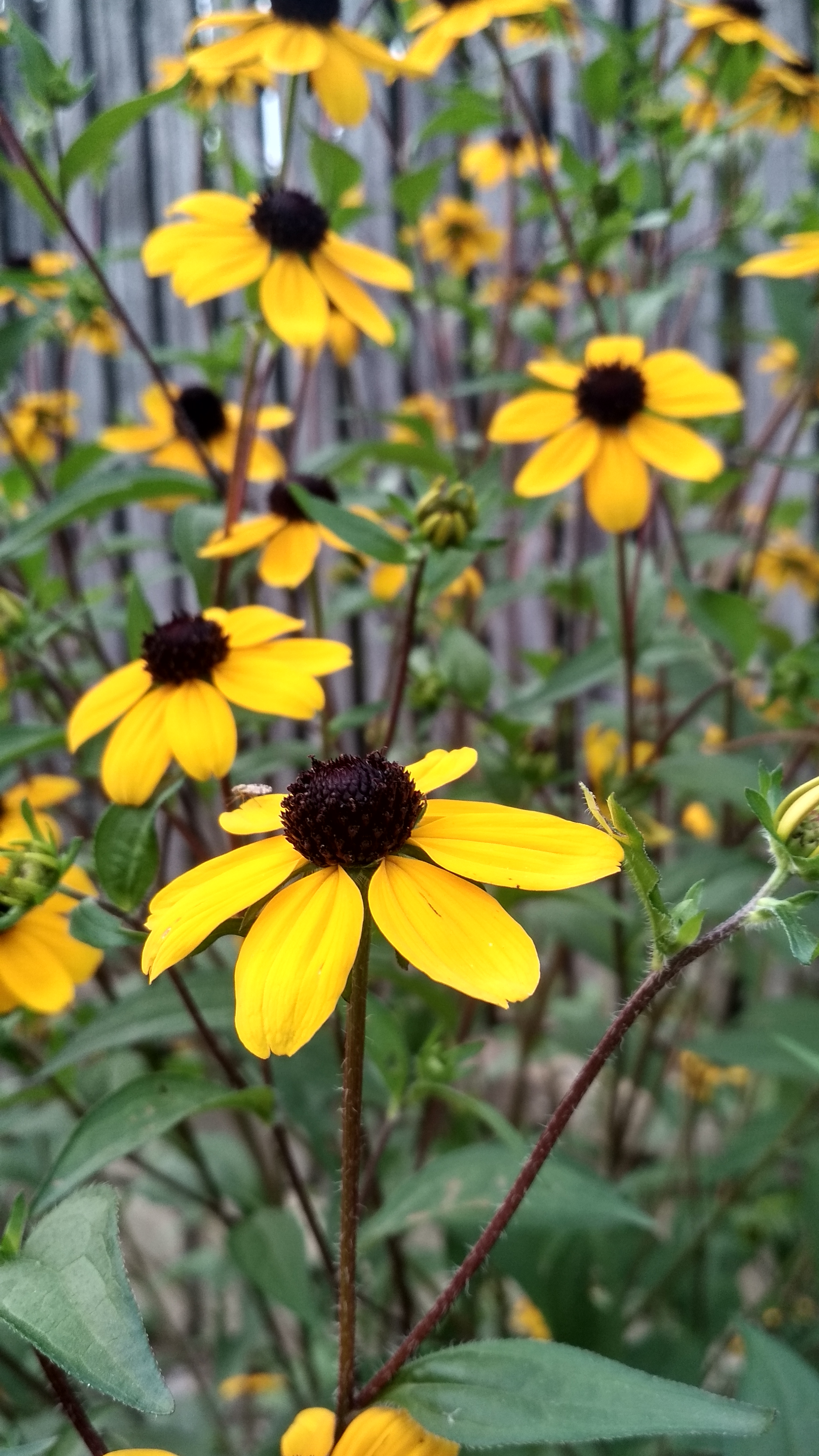 Black-Eyed Susan Picture by RealPitchers