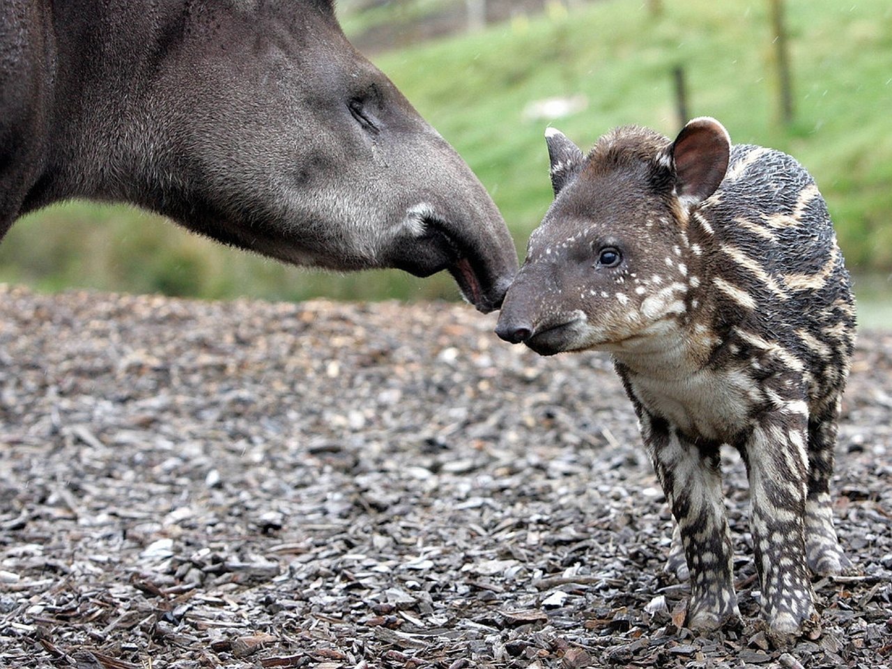 Animal tapir Image