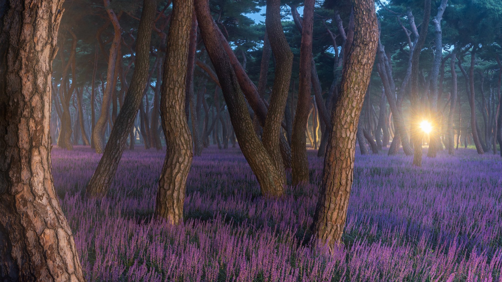 night tree lavender nature forest Image
