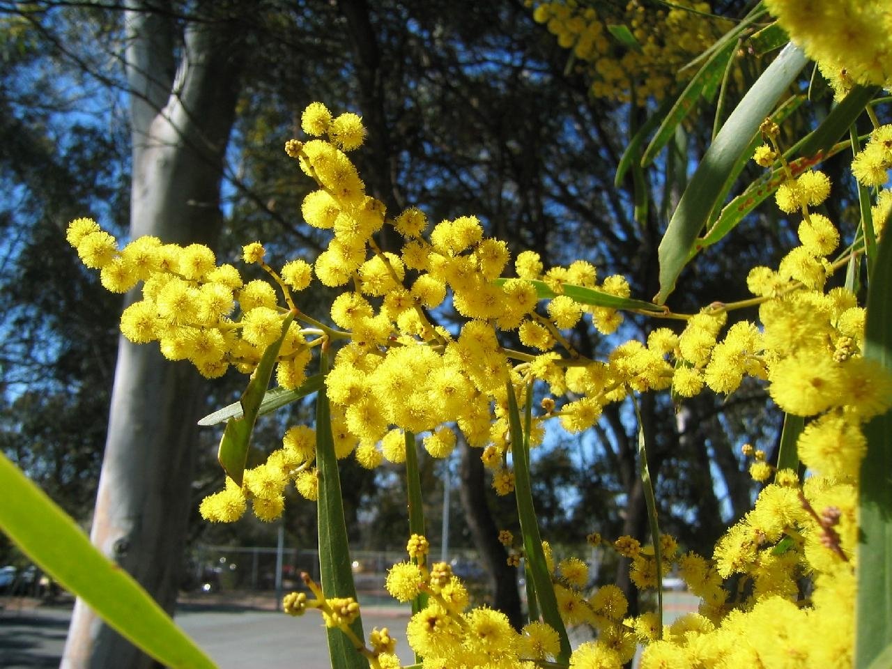 Bright yellow golden wattle flowers cluster on green branches against a backdrop of trees and clear blue sky in a natural outdoor setting.