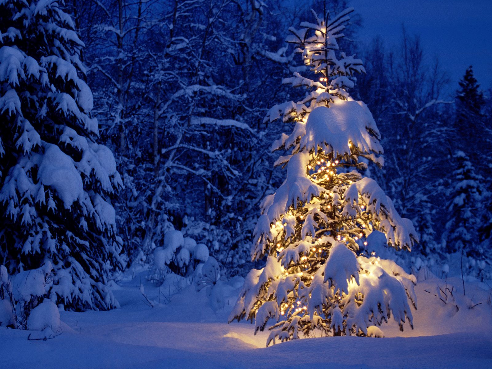 Lights in Christmas Tree