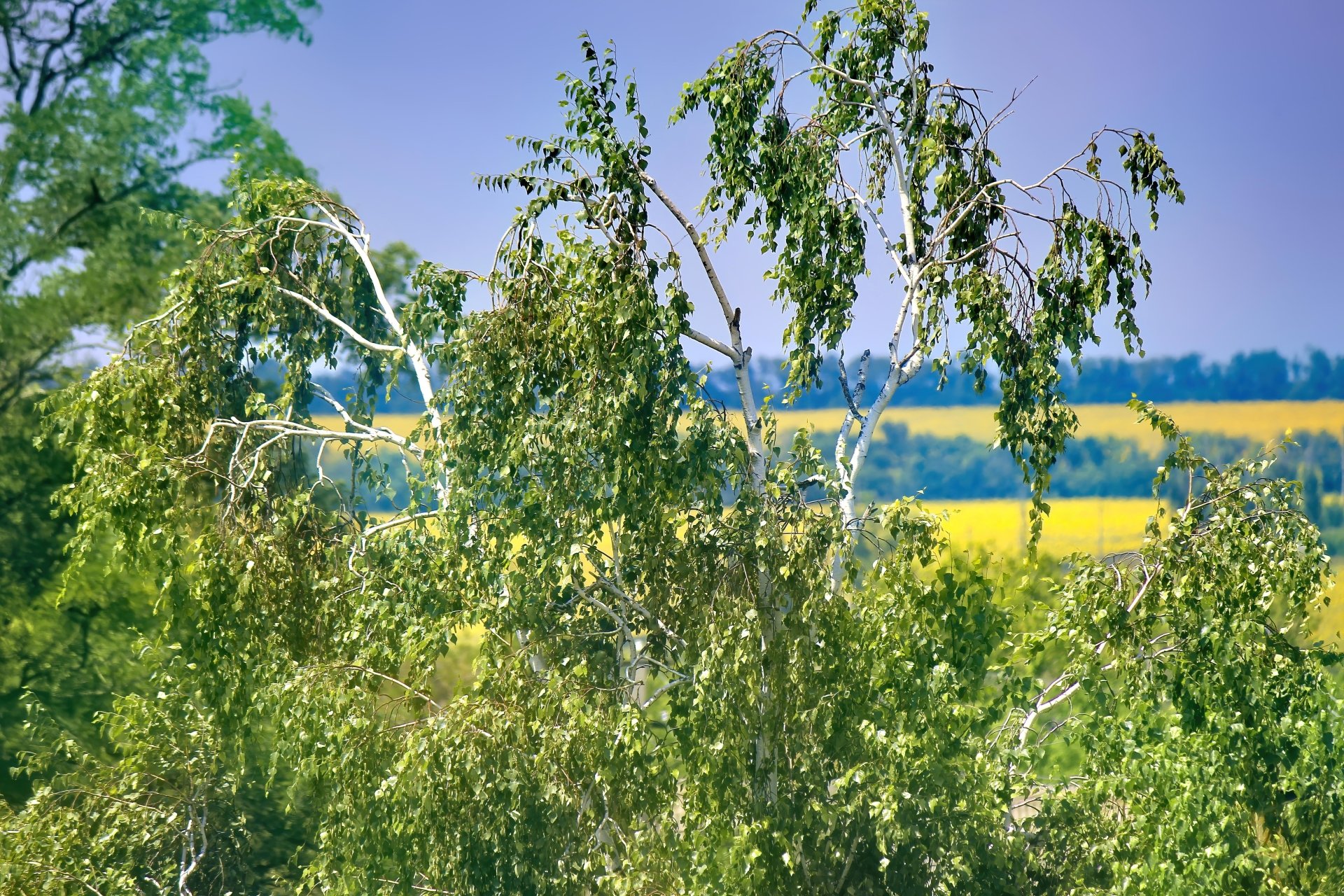 nature birch Image
