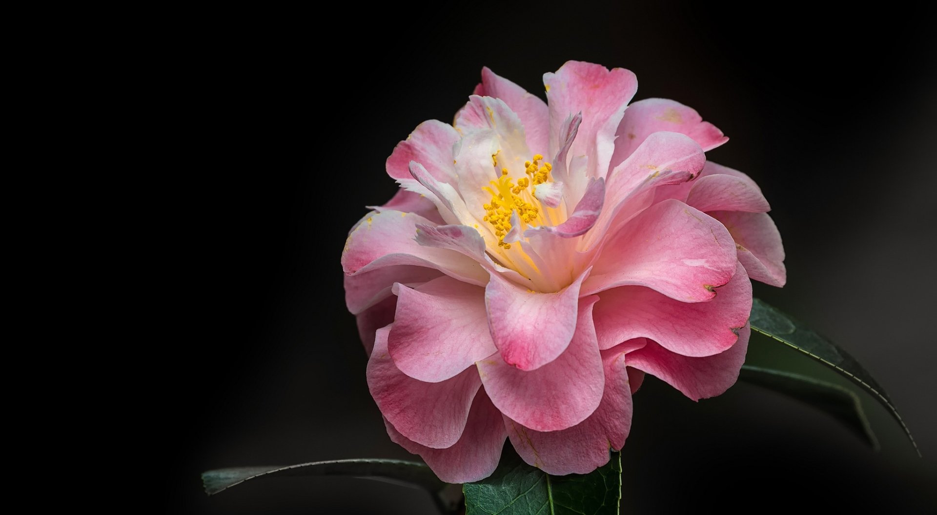  Pink Camellia