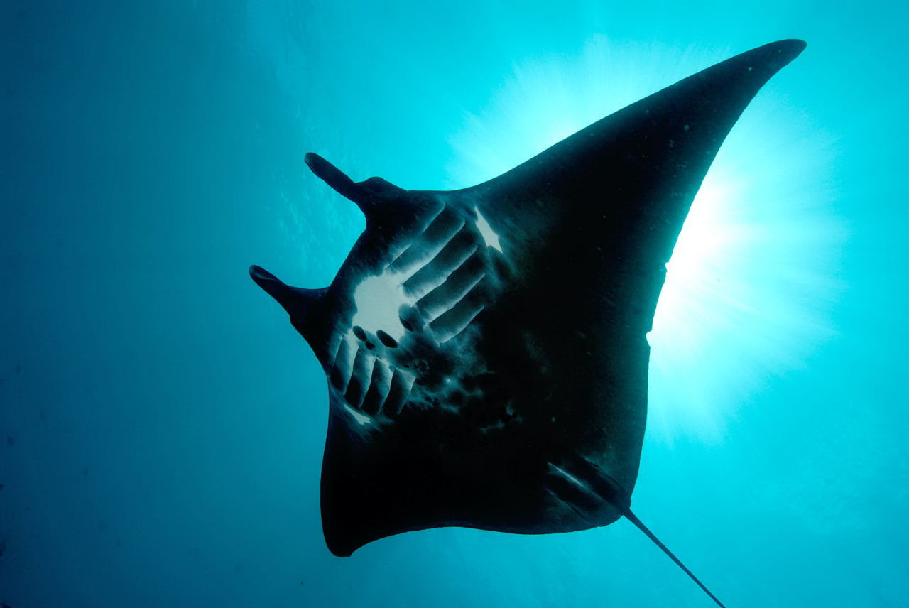 manta ray Picture