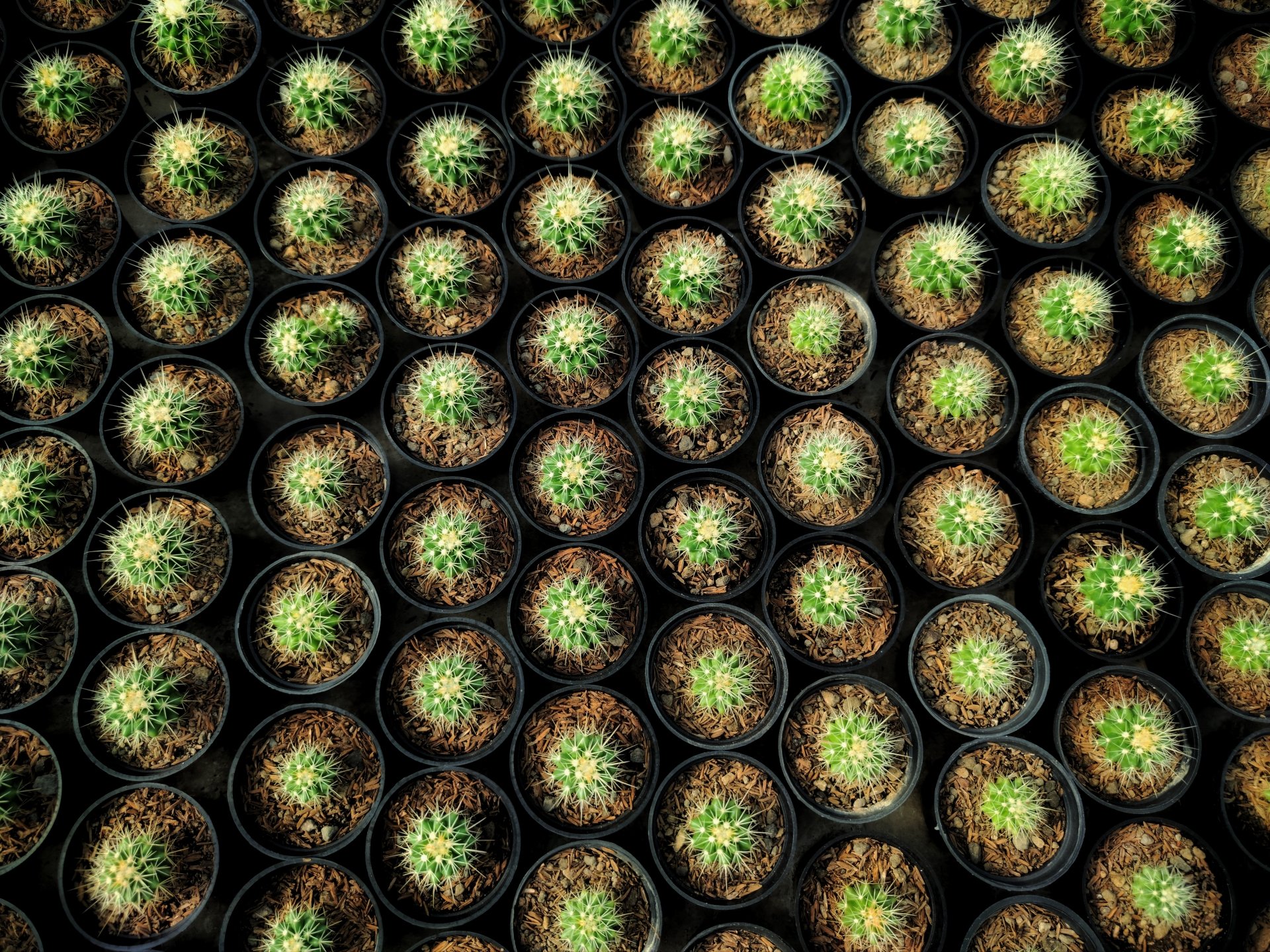 potted plant green nature cactus Image