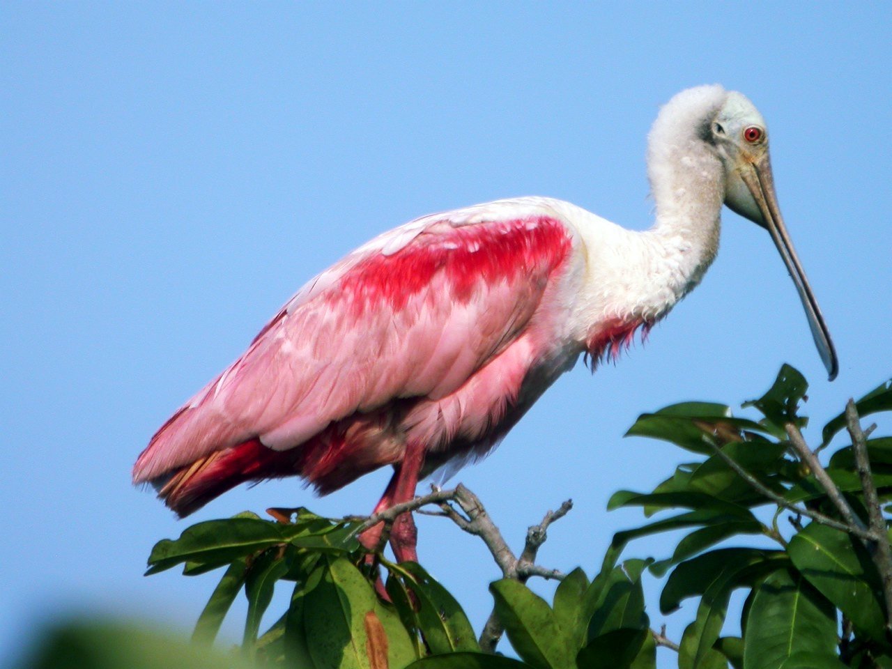 bird Animal roseate spoonbill Image